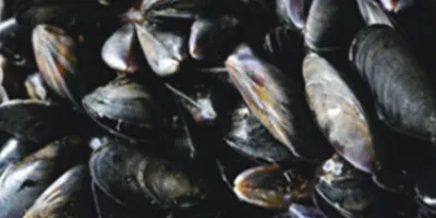 Очищение моллюсков